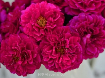 暮光之城月季的优缺点是什么？