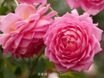 银禧庆典月季的优缺点是什么？