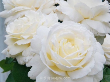 珍妮莫罗月季的优缺点是什么？