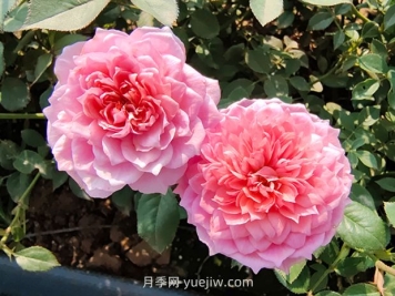 铃之妖精月季怎么样，有哪些优缺点？