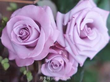 海洋之歌月季的优缺点？适合新手养殖吗？