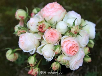 可爱多月季的优缺点是什么？