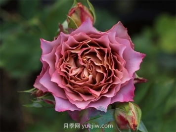 英伦节拍月季的优缺点是什么？