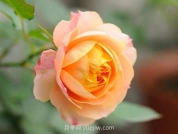浪漫宝贝月季的优缺点是什么？