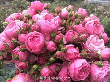 艾拉绒球月季的优缺点是什么？