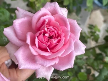 庞巴度月季的优缺点是什么？