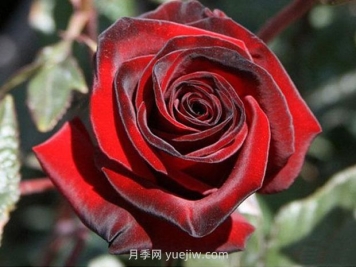 黑魔术月季的优缺点是什么？