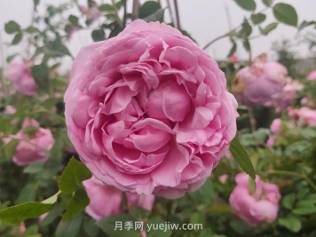 粉嫩可爱的自由精神月季优缺点有什么？