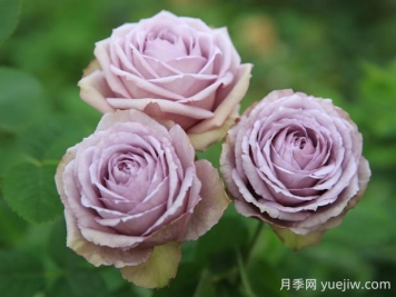 紫丁香月季的优缺点是什么？