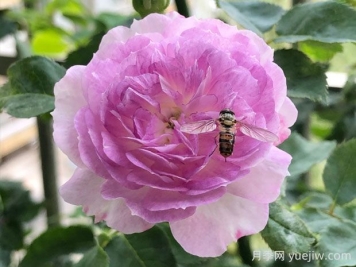 蓝月石月季的优缺点是什么？