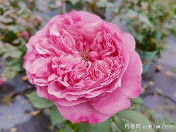 凯丽月季的优缺点是什么？