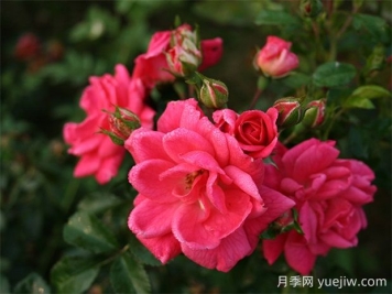 寒地玫瑰月季的优缺点是什么？