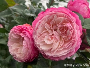 康斯坦茨月季的优缺点是什么？