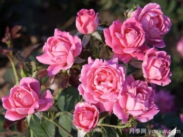 重瓣粉色绝代佳人月季的优缺点是什么？