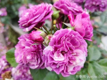 芬芳宝石月季的优缺点是什么？