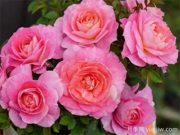 海神王阳台月季的优缺点是什么？