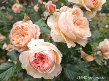 真宙月季的优缺点是什么？