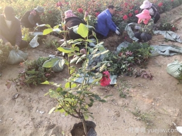 月季嫁接苗的优缺点是什么？