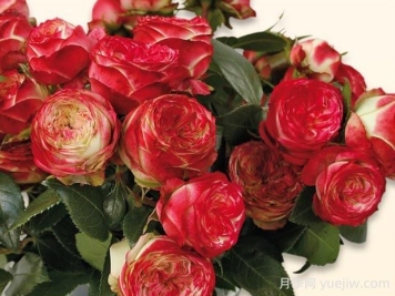 拉丁绒球月季的优缺点是什么？