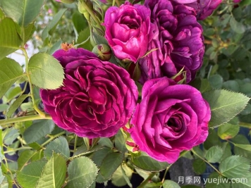 海潮之声月季的优缺点是什么？