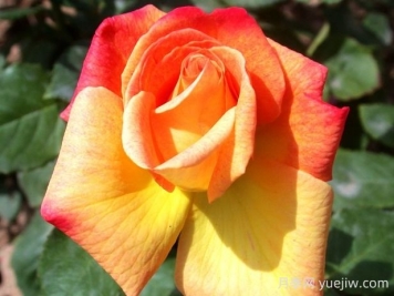 阿比莎林卡月季的优缺点是什么？