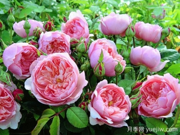 安尼克城堡月季的优缺点是什么？