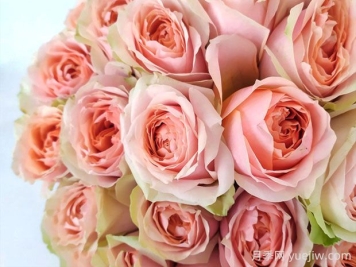 吸引力月季的优缺点是什么？