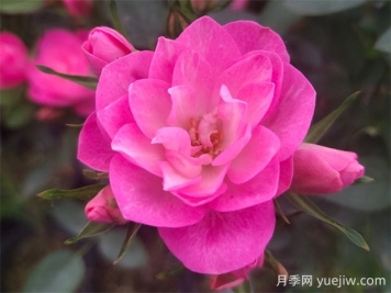 天荷繁星月季的优缺点是什么？