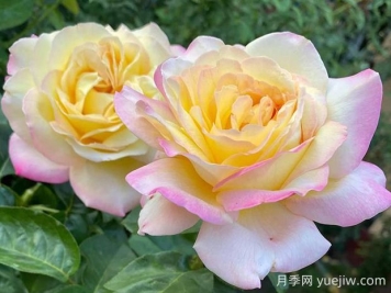 黄和平月季的优缺点是什么？