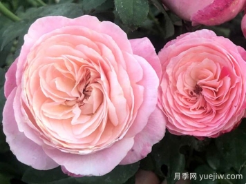 环美空月季的优缺点是什么？