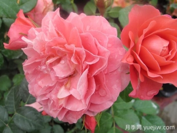 芳香王阳台月季的优缺点是什么？