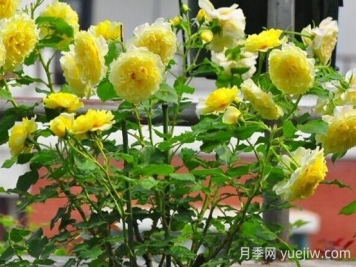 太阳和心月季的优缺点是什么？