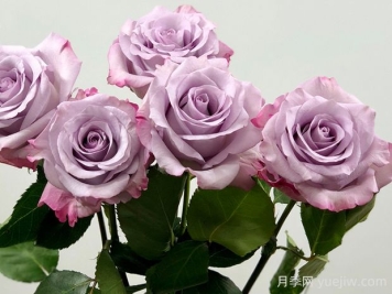 紫色迷雾月季的优缺点是什么？