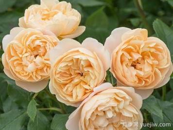 罗尔德达尔月季的优缺点是什么？