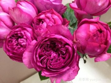 伊芙热情月季/伊芙热恋