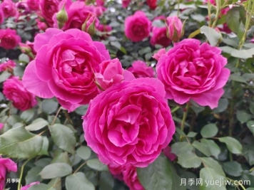 月季文化，此花无日不春风