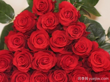 阿尔塔米拉月季Altamira Rose