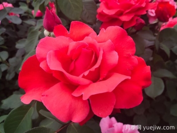 石河子市植物园月季园花开盛景，诚邀市民共赏