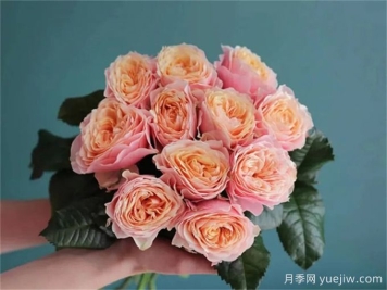 温柔珊瑚心月季养护攻略，让爆花更容易