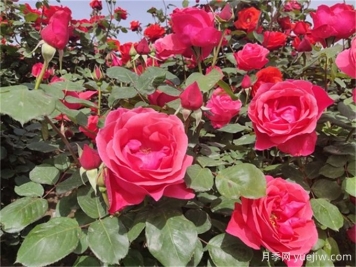 烈日炎炎，如何让植物安然度夏