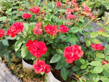 夏天反季节栽苗，掌握这5点成活率有保障