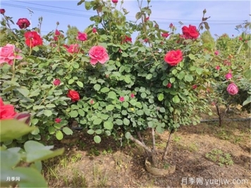 反季节移栽苗木应该注意哪些技术要点？