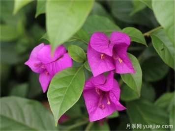 十种四季开花的植物