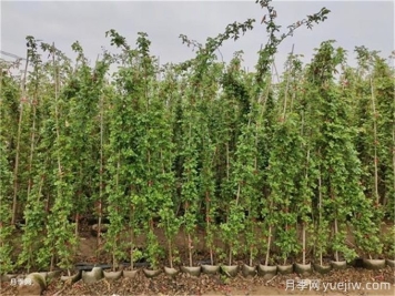 藤本月季底部脱脚原因？如何让爬藤月季全身开花？