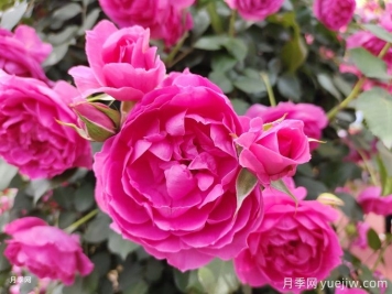 藤本月季夏季养护攻略，让月季安然度夏