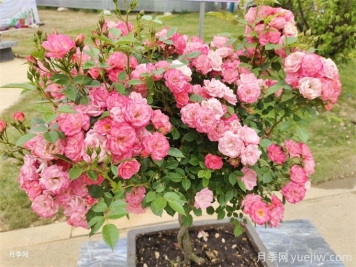 ​三角梅换成了月季花，原来养殖差距这么大