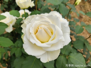 推荐10款白色系月季品种，每一款都经典