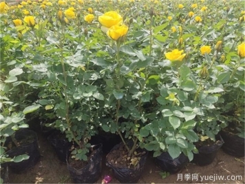 月季花苞该不该疏蕾？