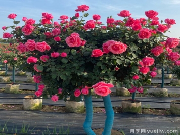 园林苗木修剪十大误区及对策