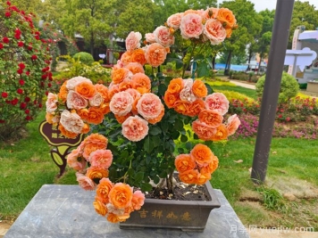 如何提高花木盆景的观赏效果？